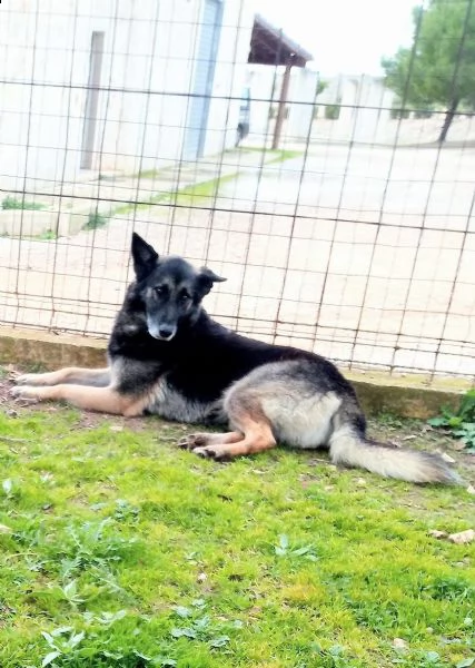 dolcissimo lupetto di taglia medio/contenuta | Foto 1