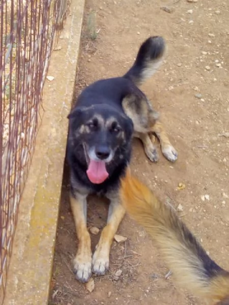 dolcissimo lupetto di taglia medio/contenuta | Foto 0