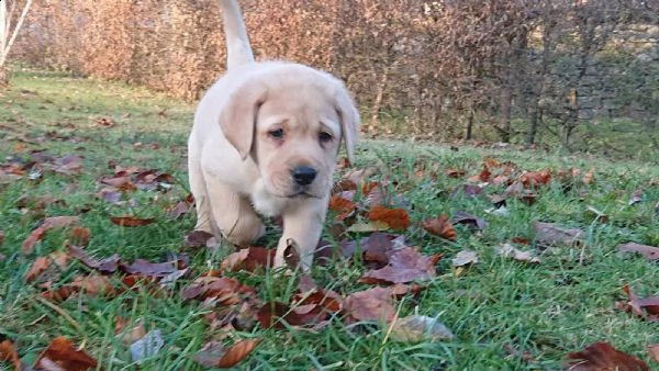 labradore retriever cuccioli con pedigrée | Foto 4