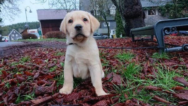 labradore retriever cuccioli con pedigrée | Foto 3