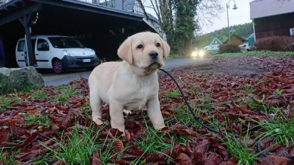 labradore retriever cuccioli con pedigrée
