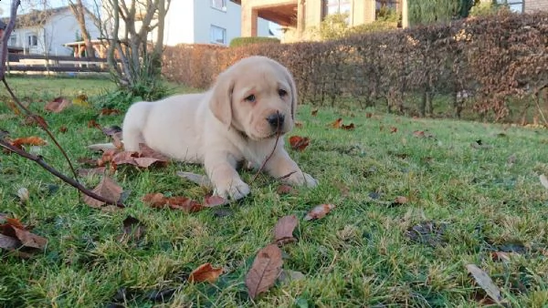 labradore retriever cuccioli con pedigrée | Foto 0