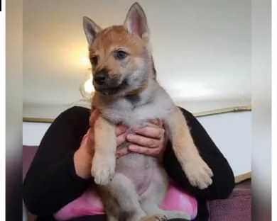 2 bellissimi cuccioli di cane lupo cecoslovacco