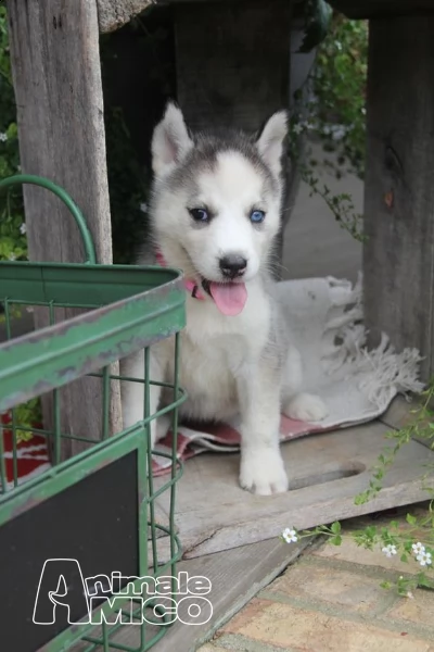 maschio e femmina siberian husky cuccioli in cerca di una casa