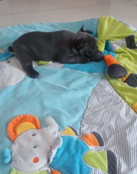  bulldog - bouledogue francese cioccolato | Foto 3