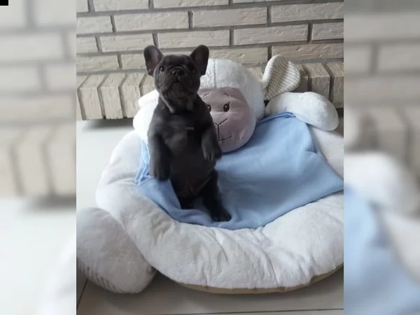  bulldog - bouledogue francese cioccolato