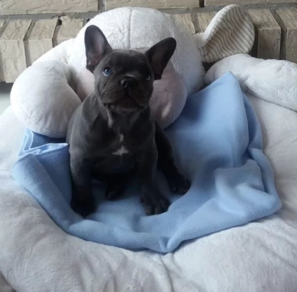  bulldog - bouledogue francese cioccolato | Foto 2