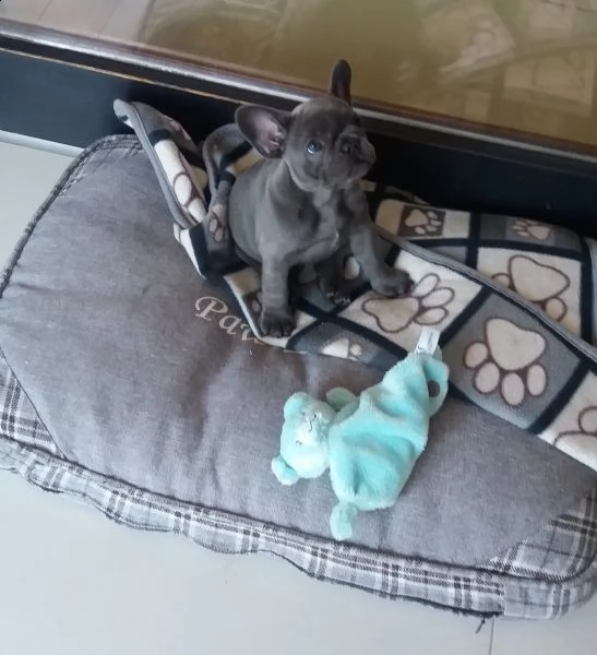  bulldog - bouledogue francese cioccolato | Foto 1