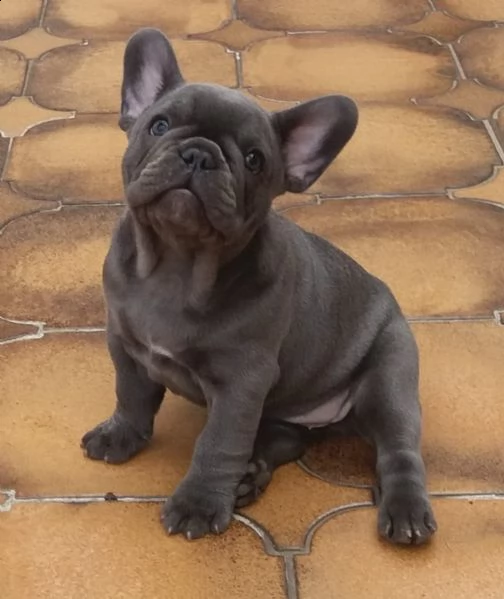  bulldog - bouledogue francese cioccolato | Foto 0