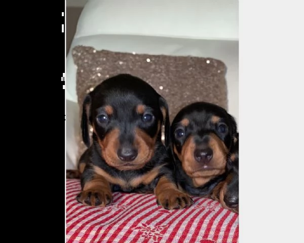 disponibili cuccioli bassotto pelo corto | Foto 0