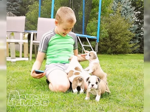 ultime due cucciole di bulldog inglese