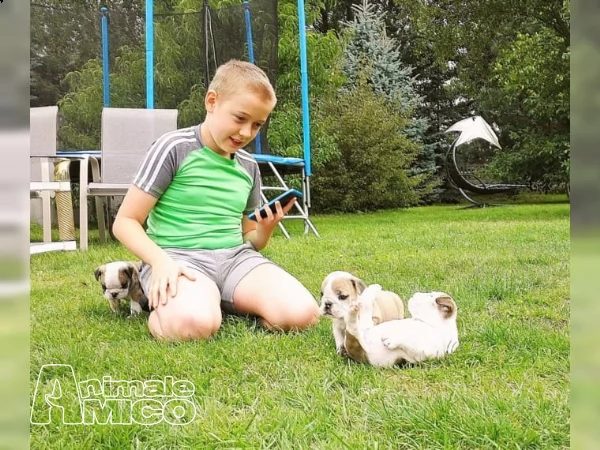 ultime due cucciole di bulldog inglese | Foto 1