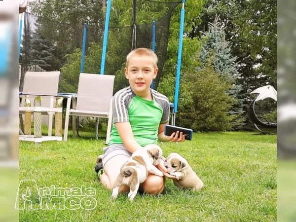 ultime due cucciole di bulldog inglese | Foto 0