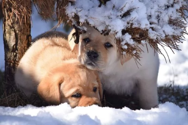 cuccioli labrador disponibili - pedigree enci | Foto 0