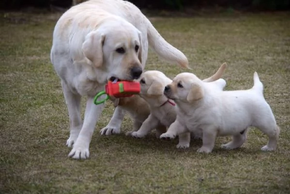 cuccioli labrador disponibili - pedigree enci