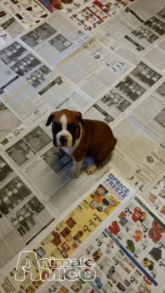 vendita boxer cuccioli
