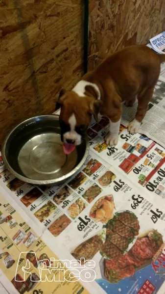 vendita boxer cuccioli | Foto 0