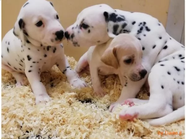 bellissimo dalmata in adozione | Foto 0