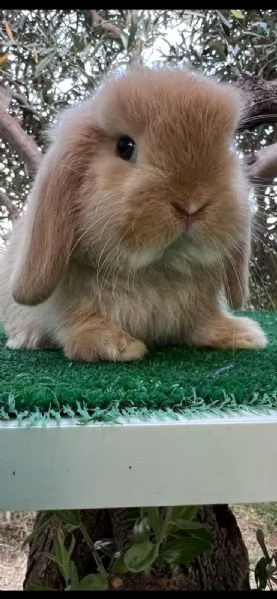 Coniglio Ariete Nano Minilop 