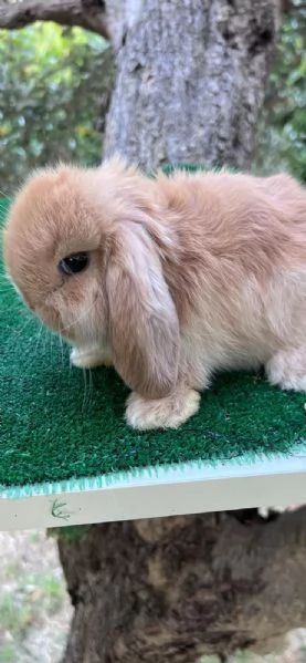 Coniglio Ariete Nano Minilop  | Foto 0