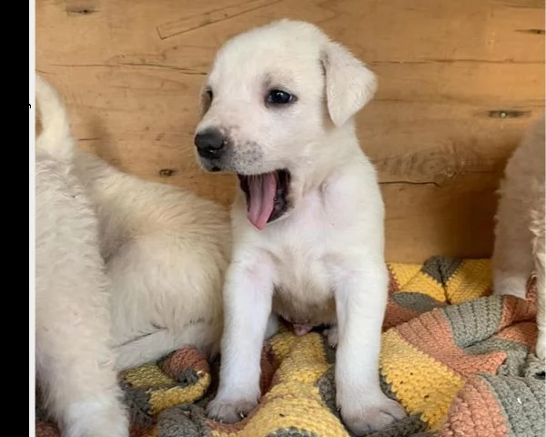 cuccioli di maremmano 3mesi