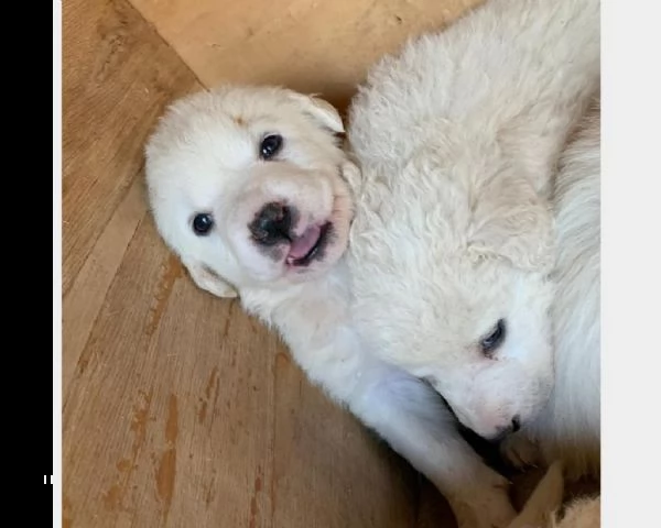 cuccioli di maremmano 3mesi | Foto 0
