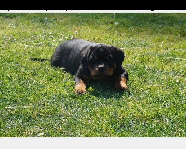 cucciolo di rottweiler maschio e femmina