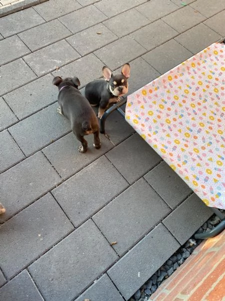  bouledogue francese cucciolate spettacolari.. | Foto 2