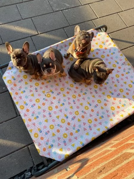  bouledogue francese cucciolate spettacolari.. | Foto 1