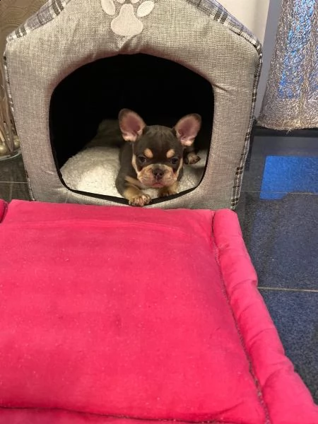  bouledogue francese cucciolate spettacolari.. | Foto 0