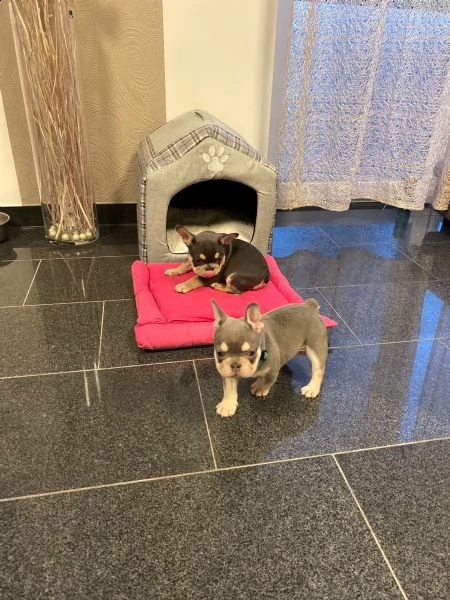  bouledogue francese cucciolate spettacolari..