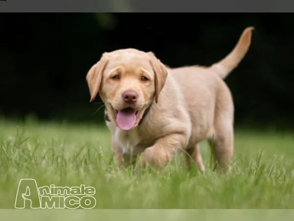 labrador chocolate miele e neri ! | Foto 1