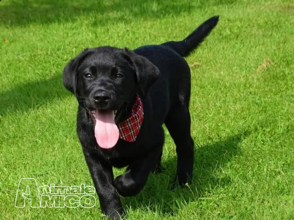 labrador chocolate miele e neri ! | Foto 0