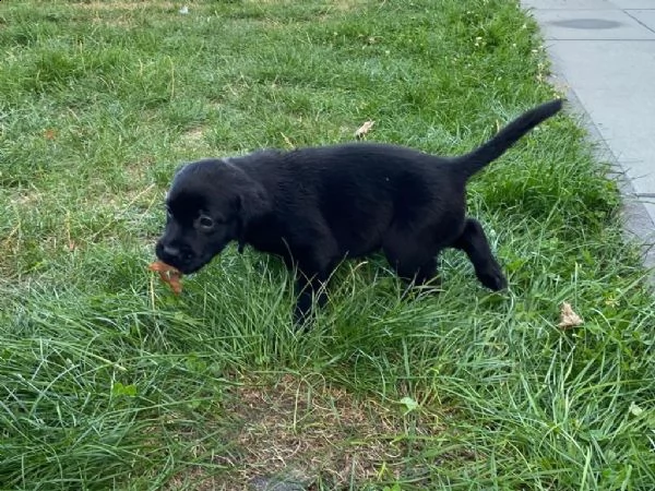 cuccioli labrador disponibili - pedigree enci | Foto 0