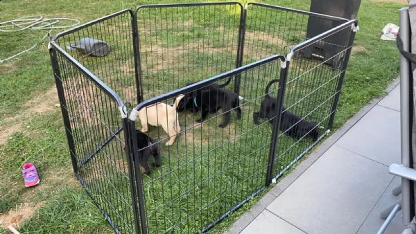 cuccioli labrador disponibili - pedigree enci