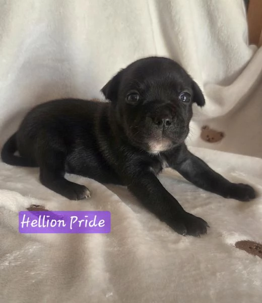 Staffordshire bull terrier cuccioli 