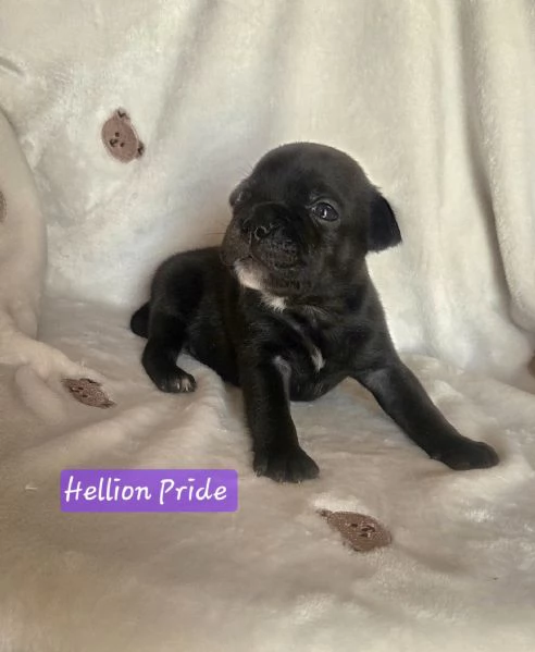 Staffordshire bull terrier cuccioli  | Foto 3