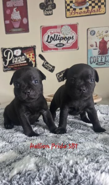 Staffordshire bull terrier cuccioli 