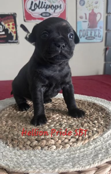 Staffordshire bull terrier cuccioli  | Foto 7