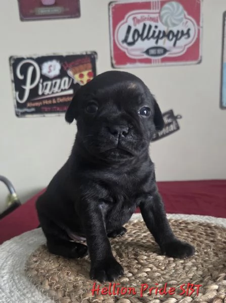 Staffordshire bull terrier cuccioli  | Foto 6