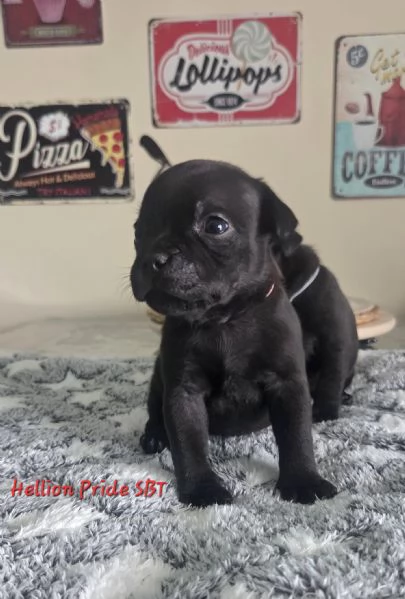 Staffordshire bull terrier cuccioli  | Foto 4