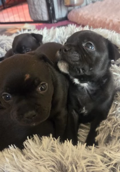 Staffordshire bull terrier cuccioli  | Foto 3