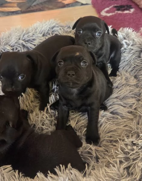 Staffordshire bull terrier cuccioli  | Foto 2