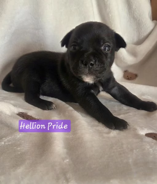 Staffordshire bull terrier cuccioli  | Foto 0