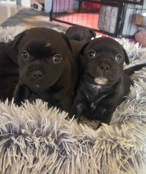 Staffordshire bull terrier cuccioli  | Foto 0