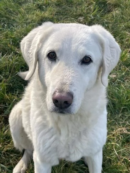 artic: splendido incrocio maremmano da adottare