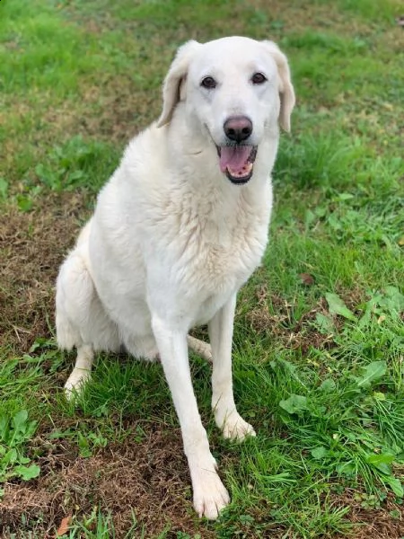 artic: splendido incrocio maremmano da adottare | Foto 4