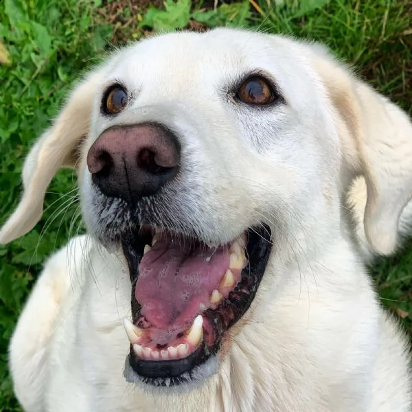 artic: splendido incrocio maremmano da adottare | Foto 3