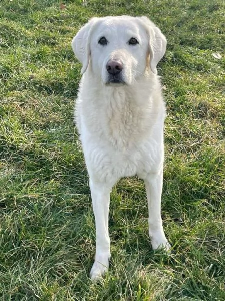 artic: splendido incrocio maremmano da adottare | Foto 2