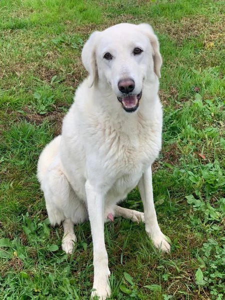 artic: splendido incrocio maremmano da adottare | Foto 1